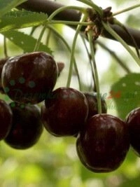 Maliny a borůvky - superfood ve vaší zahradě