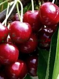 Rozsáhlá školkařská plantáž na území českého distributora